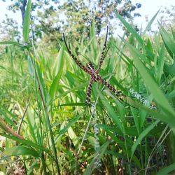 Close-up of insect on plant