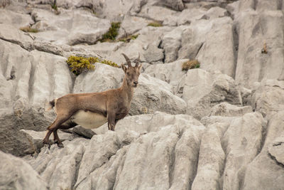 Side view of chamois standing on rock