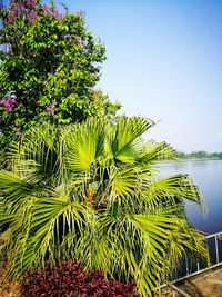 Coconut palm tree against clear sky