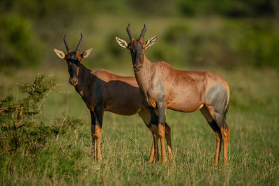 Two male topi stand side-by-side on savannah