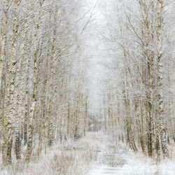 Path through winter forest gunnebo kulturreservat, mölndal, sweden, europe