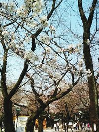 Low angle view of cherry blossom tree