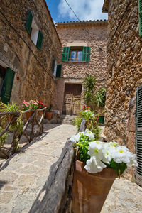 Potted plant on alley amidst houses