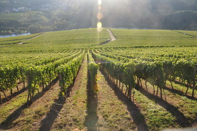 Panoramic view of agricultural field