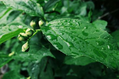 Close-up of raindrops on leaf