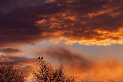 Low angle view of silhouette trees against dramatic sky