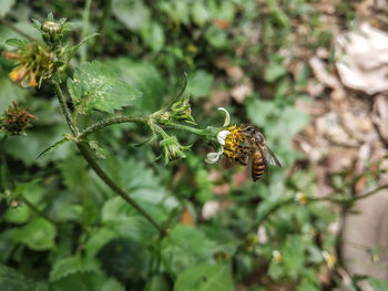 Close-up of butterfly pollinating flower