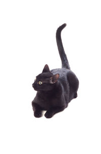 Portrait of black cat against white background