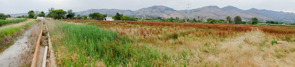 Scenic view of field against sky