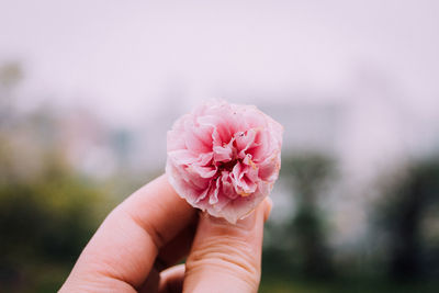 Close-up of hand holding flower against blurred background