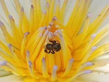 Close-up of insect on yellow flower