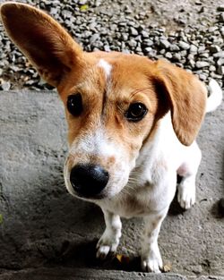 Close-up portrait of dog