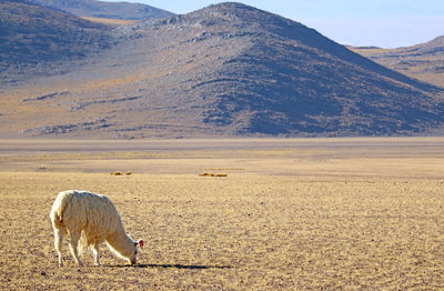 One llama grazing on the grass field at andes foothills, the bolivian altiplano, bolivia