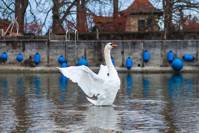 Swan dance