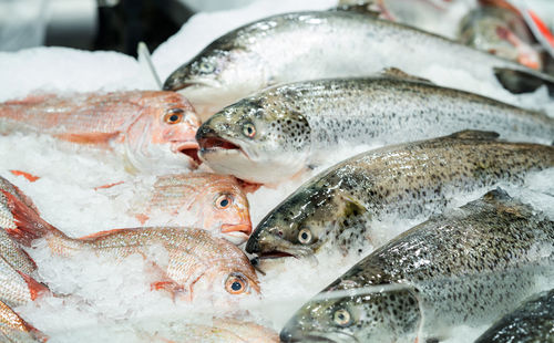 Fishes for sale in market