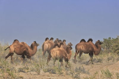 0210 bactrian camels-right bank keriya river flowing n.wards into taklamakan desert. xinjiang-china.