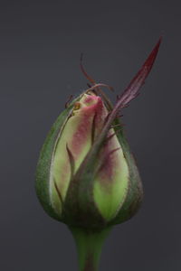 Close-up of flower bud against black background