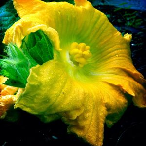 Close-up of yellow flower