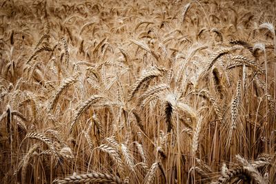 Full frame shot of wheat field