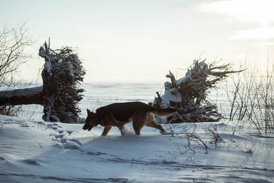 Dog on snow covered tree