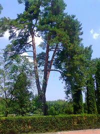 Trees in forest against sky