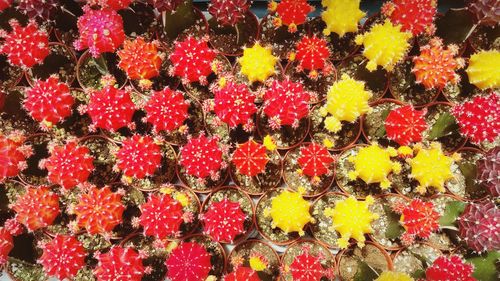 Full frame shot of red flowers