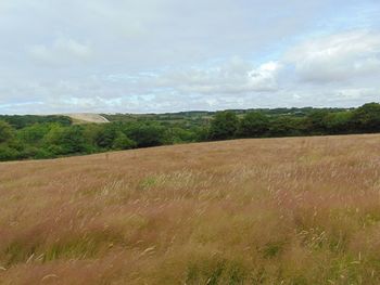 Scenic view of field against sky