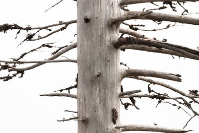 Low angle view of tree against sky