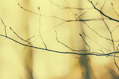 Low angle view of branches against sky