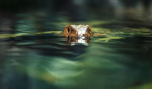 Portrait of horse in lake