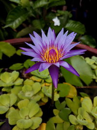 Close-up of purple flowering plant