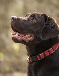 Close-up of dog looking away