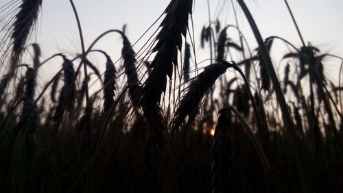 Close-up of plants growing on field at sunset