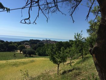 Scenic view of trees on field against sky