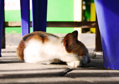 Cat relaxing on floor