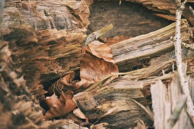 Close-up of log on tree trunk