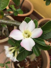 Close-up of flower blooming outdoors