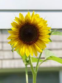 Close-up of yellow sunflower