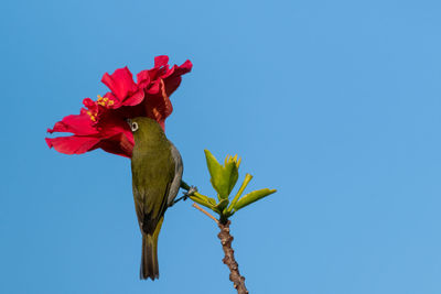 Close-up of red flowering plant against blue sky