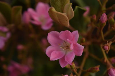 Close-up of pink flowers blooming outdoors