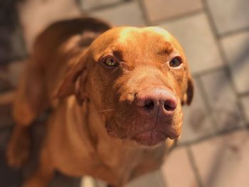 Close-up portrait of dog