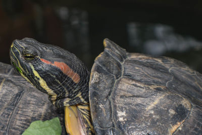 Close-up of lizard on wood