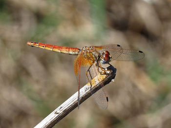 Close-up of dragonfly on twig