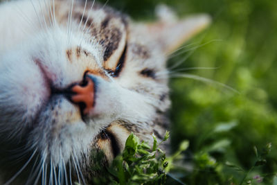 Close-up of a cat