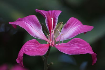 Close-up of pink flower