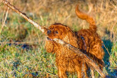 View of a dog on field