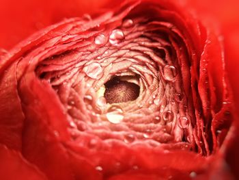 Extreme close up of red rose