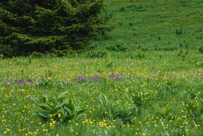 Close-up of flowering plants on field