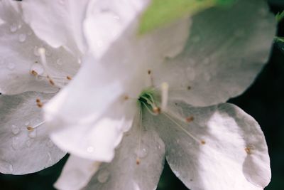 Close-up of white flowers