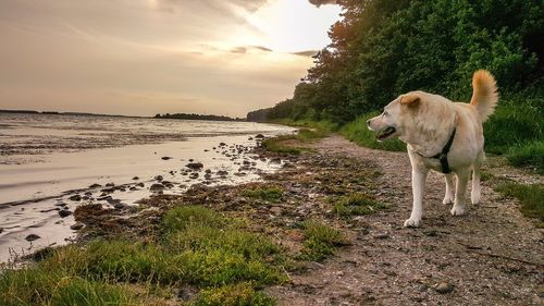 Dog on shore against sky during sunset